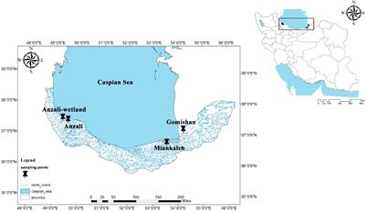 Genotyping-by-Sequencing Reveals the Impact of Restocking on Wild Common Carp Populations of the Southern Caspian Basin